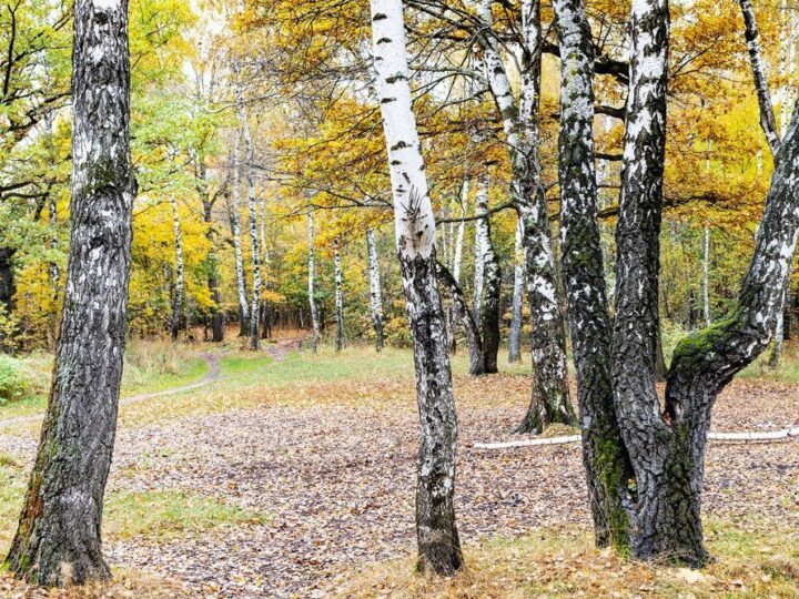Ogród leśny z brzozami – inspiracje i projekty