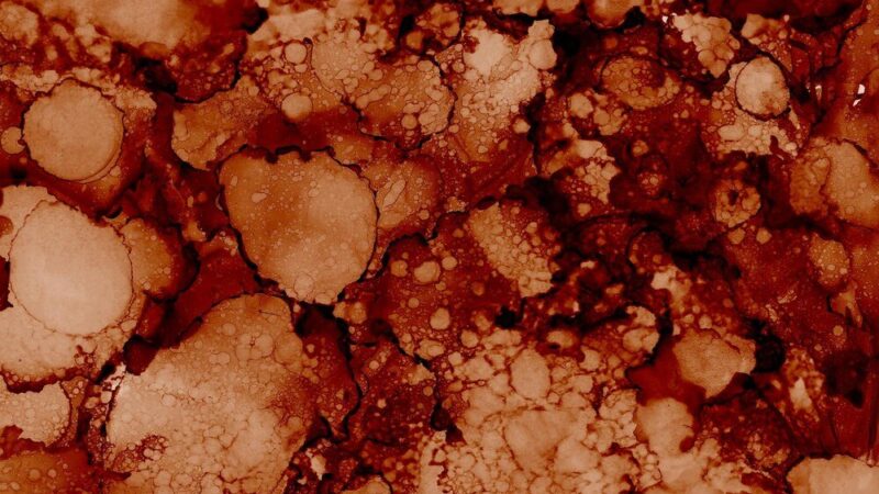 Brunatna zgnilizna drzew pestkowych: przyczyny i metody zapobiegania