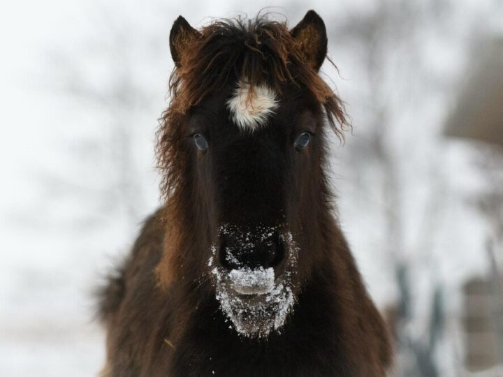 Charakterystyka polskiego konia zimnokrwistego i jego rola w rolnictwie