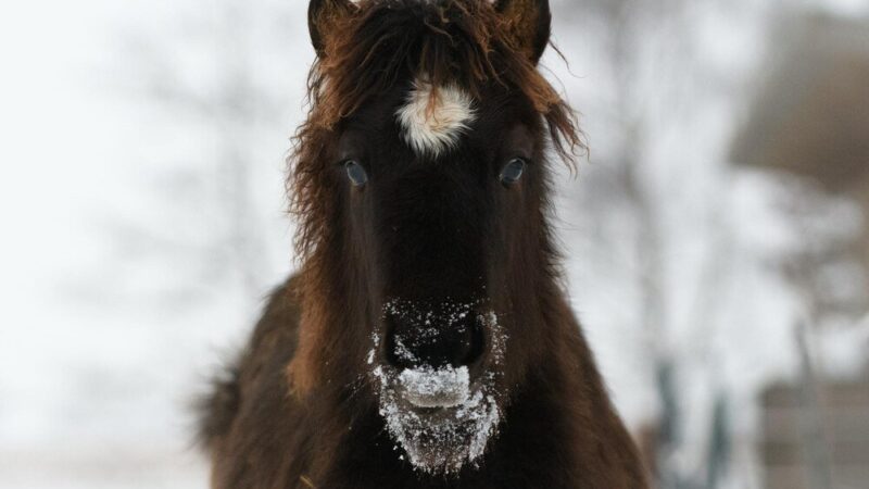Charakterystyka polskiego konia zimnokrwistego i jego rola w rolnictwie