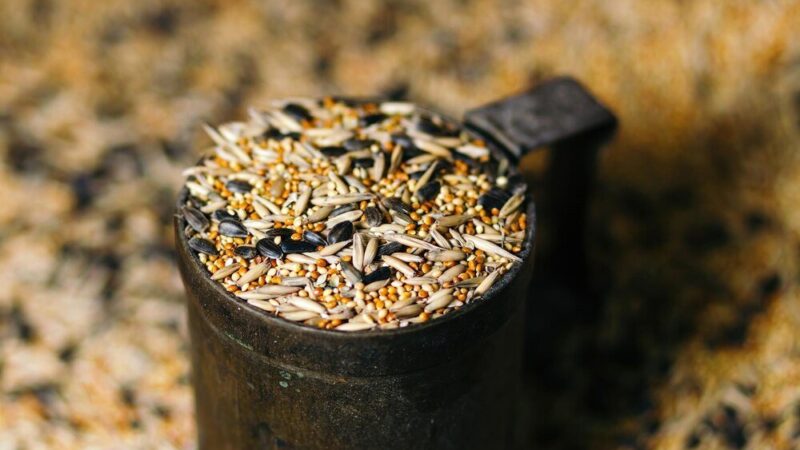 Czym karmić ptaki zimą: wybór odpowiednich ziaren i pokarmów