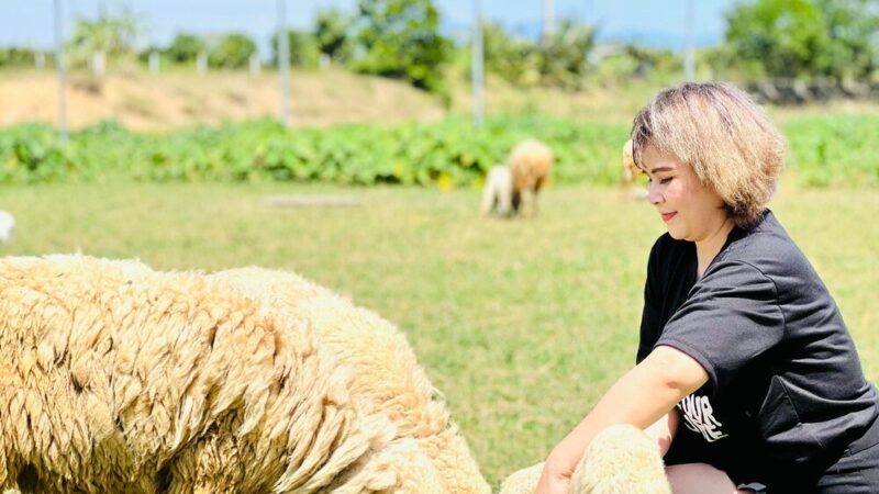 Hodowla owiec w Polsce: rasy, opłacalność i dopłaty