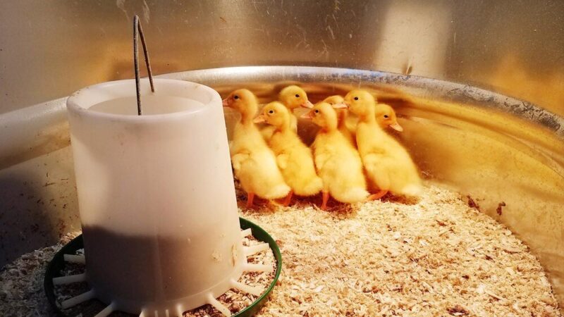 Jak długo ogrzewać kurczaki brojlery dla optymalnych wyników hodowli