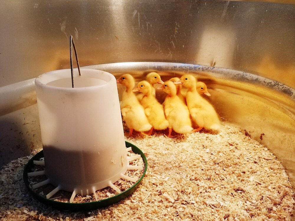 Jak długo ogrzewać kurczaki brojlery dla optymalnych wyników hodowli