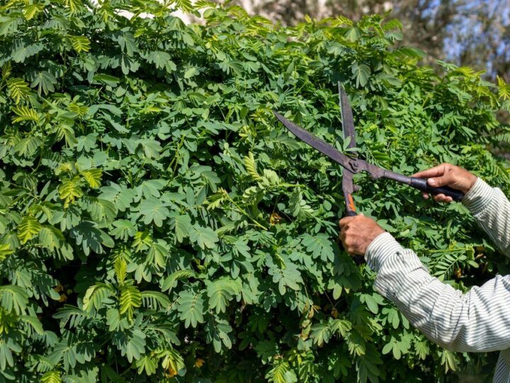 Kiedy i jak przycinać laurowiśnie dla optymalnego kwitnienia
