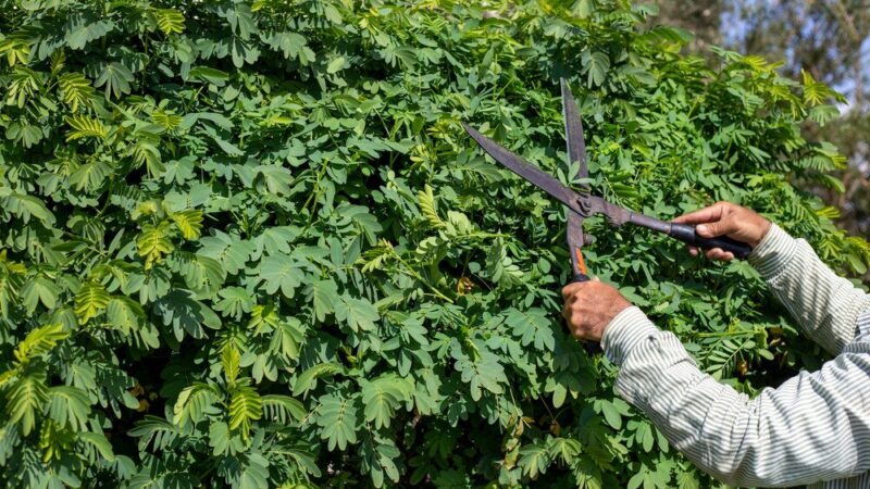 Kiedy i jak przycinać laurowiśnie dla optymalnego kwitnienia