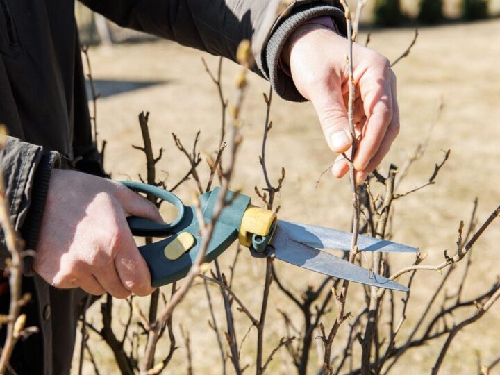 Kiedy przycinać drzewa i krzewy w ogrodzie – poradnik sezonowy