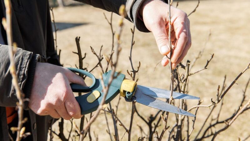 Kiedy przycinać drzewa i krzewy w ogrodzie – poradnik sezonowy