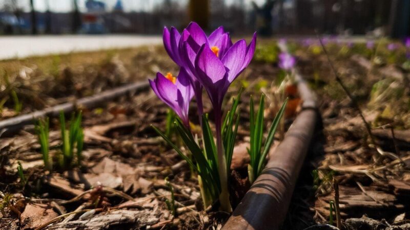 Kiedy sadzić krokusy w ogrodzie i na trawniku?