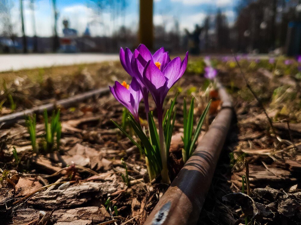 Kiedy sadzić krokusy w ogrodzie i na trawniku?