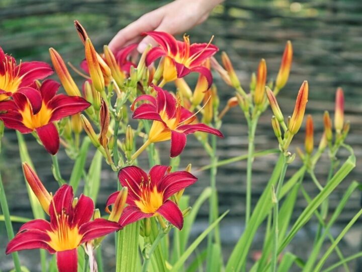 Kiedy sadzić lilie? Kompletny przewodnik po sadzeniu lilii wiosną i jesienią