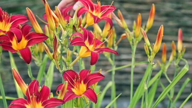 Kiedy sadzić lilie? Kompletny przewodnik po sadzeniu lilii wiosną i jesienią