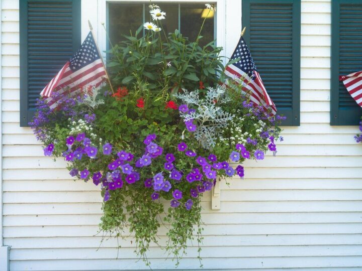 Kwiaty na balkon południowy: jakie wybrać?