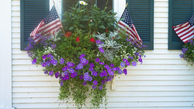 Kwiaty na balkon południowy: jakie wybrać?
