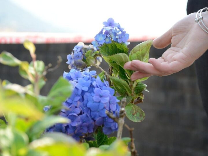 Nawóz do hortensji bukietowej: Jak wybrać i stosować?