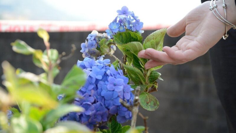 Nawóz do hortensji bukietowej: Jak wybrać i stosować?