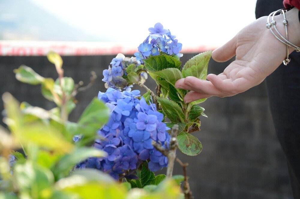 Nawóz do hortensji bukietowej: Jak wybrać i stosować?