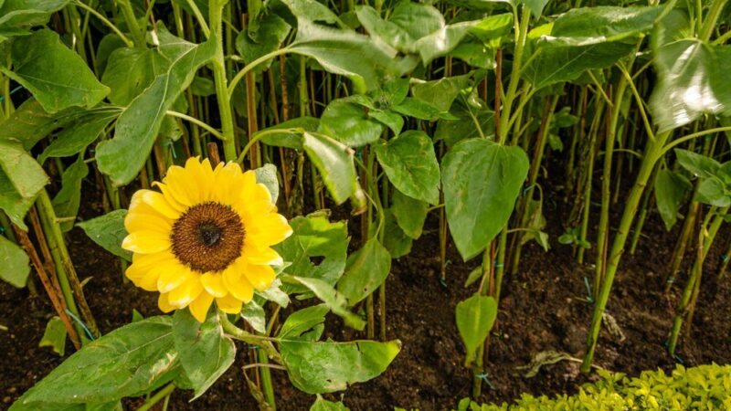 Optymalny termin siewu słonecznika: kiedy siać i ile nasion użyć