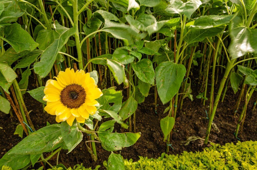 Optymalny termin siewu słonecznika: kiedy siać i ile nasion użyć