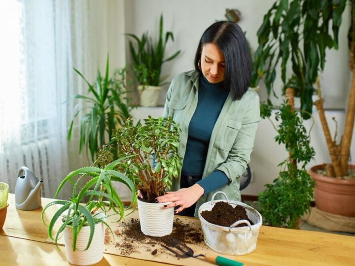 Pielęgnacja begonii doniczkowej w domu – jak dbać o swoje rośliny