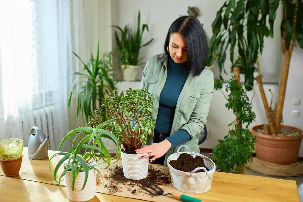 Pielęgnacja begonii doniczkowej w domu – jak dbać o swoje rośliny