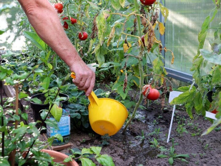 Podlewanie pomidorów w doniczkach i szklarni: jak często i czym podlewać
