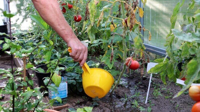 Podlewanie pomidorów w doniczkach i szklarni: jak często i czym podlewać