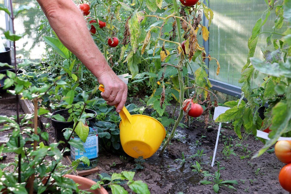 Podlewanie pomidorów w doniczkach i szklarni: jak często i czym podlewać