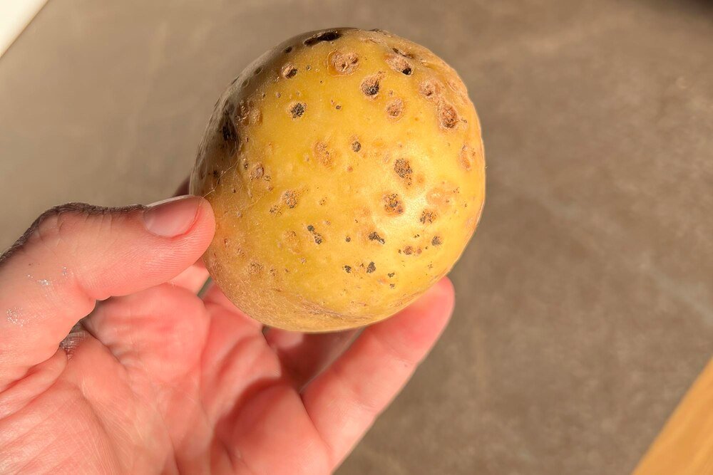 Rozpoznawanie i zwalczanie chorób ziemniaka: alternarioza i zaraza ziemniaka