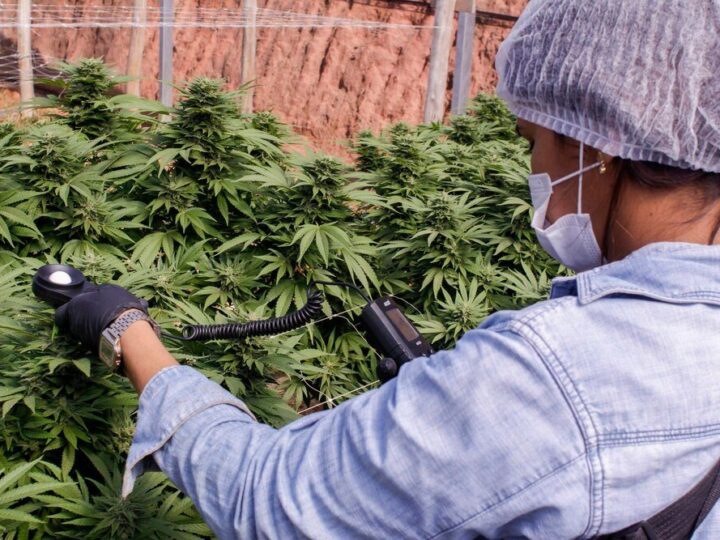 Skuteczne opryski na chwasty w ziemniakach po wschodach – poradnik