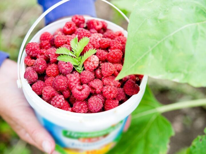 Vademecum uprawy malin: sadzenie, nawożenie i odmiany malin jesiennych