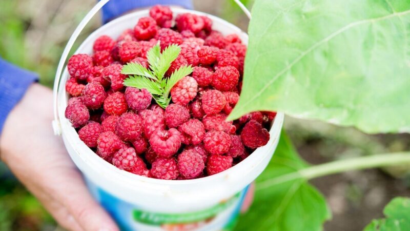 Vademecum uprawy malin: sadzenie, nawożenie i odmiany malin jesiennych