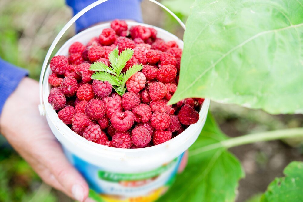 Vademecum uprawy malin: sadzenie, nawożenie i odmiany malin jesiennych