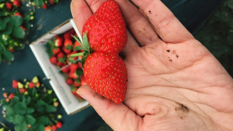 Werticilioza truskawek – opis choroby oraz metody zwalczania