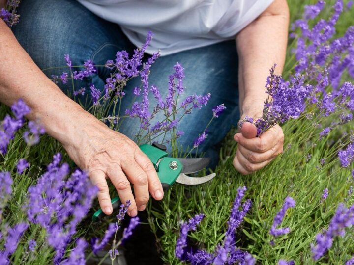Wrzosy w ogrodzie – jak je pielęgnować i przygotować do zimy