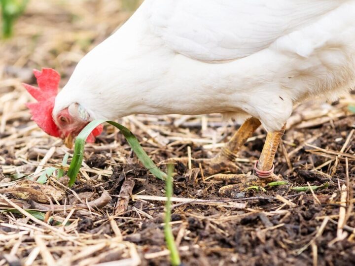 Czego nie wolno dawać kurom do jedzenia?