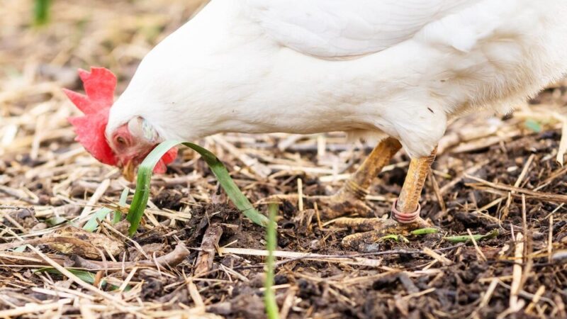 Czego nie wolno dawać kurom do jedzenia?