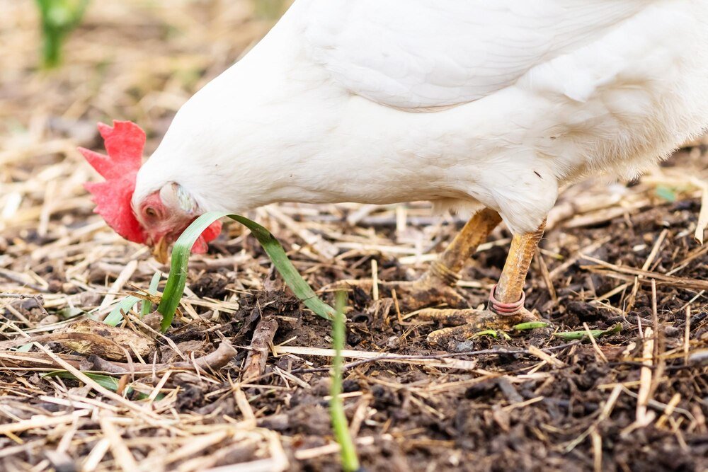 Czego nie wolno dawać kurom do jedzenia?