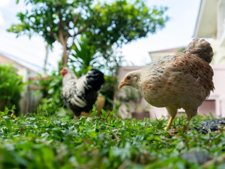 Czy w mieście można hodować kury?