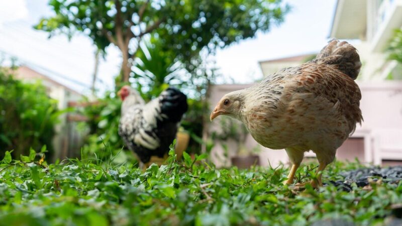 Czy w mieście można hodować kury?