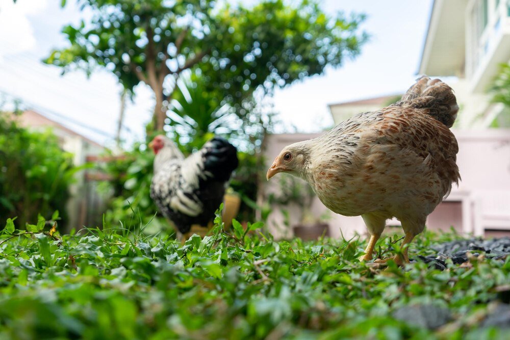 Czy w mieście można hodować kury?