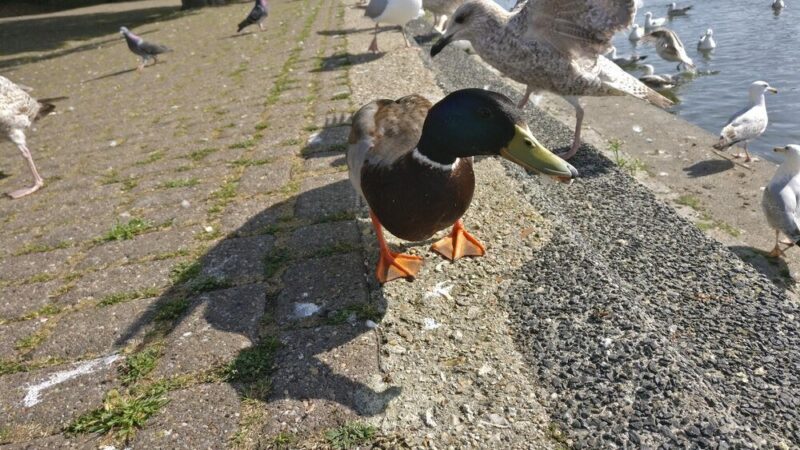 Czym karmić kaczki? Porady dla początkujących hodowców