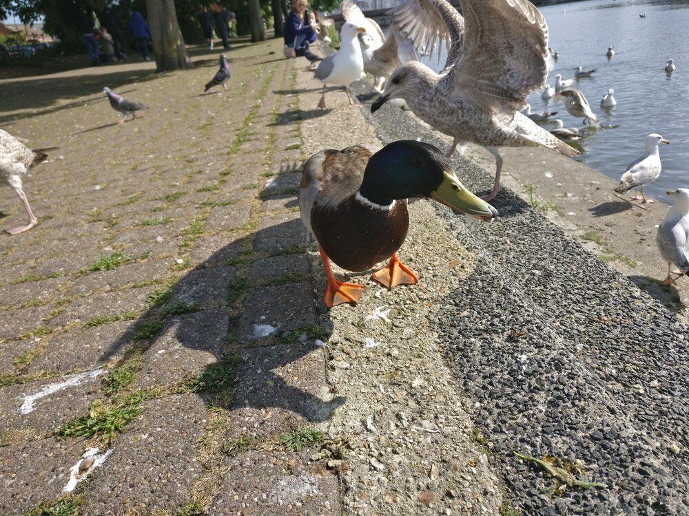 Czym karmić kaczki? Porady dla początkujących hodowców
