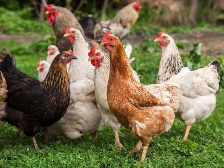 Dlaczego kury dziobią jajka?