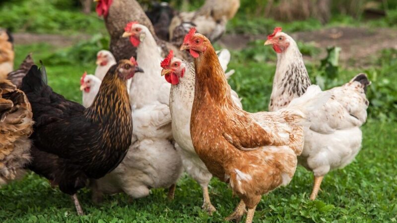 Dlaczego kury dziobią jajka?