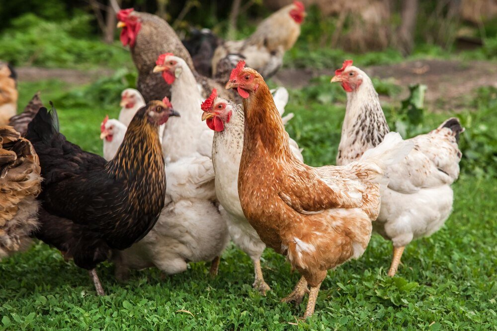 Dlaczego kury dziobią jajka?