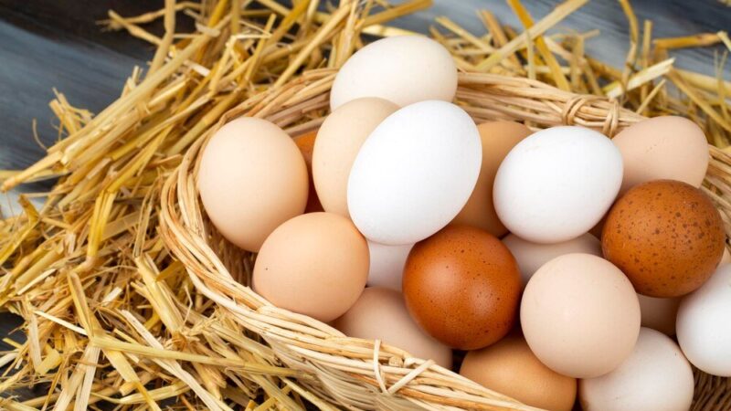 Dlaczego kury znoszą małe jajka?