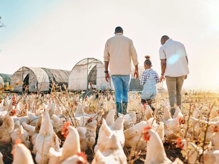 Domowy chów brojlerów – jak zacząć?