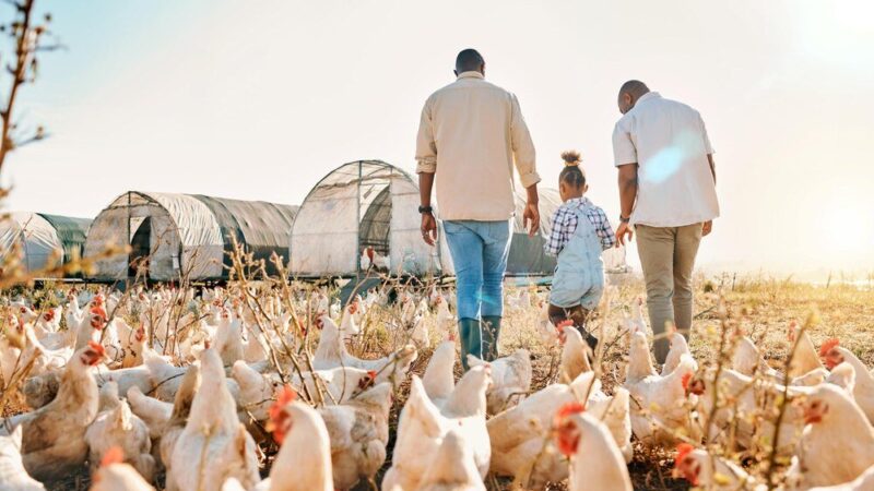 Domowy chów brojlerów – jak zacząć?