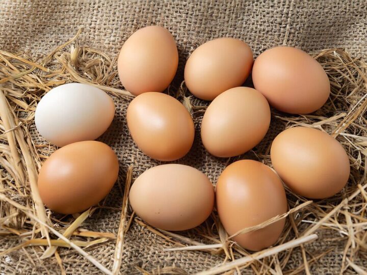 Ile jajek dziennie znosi kura?